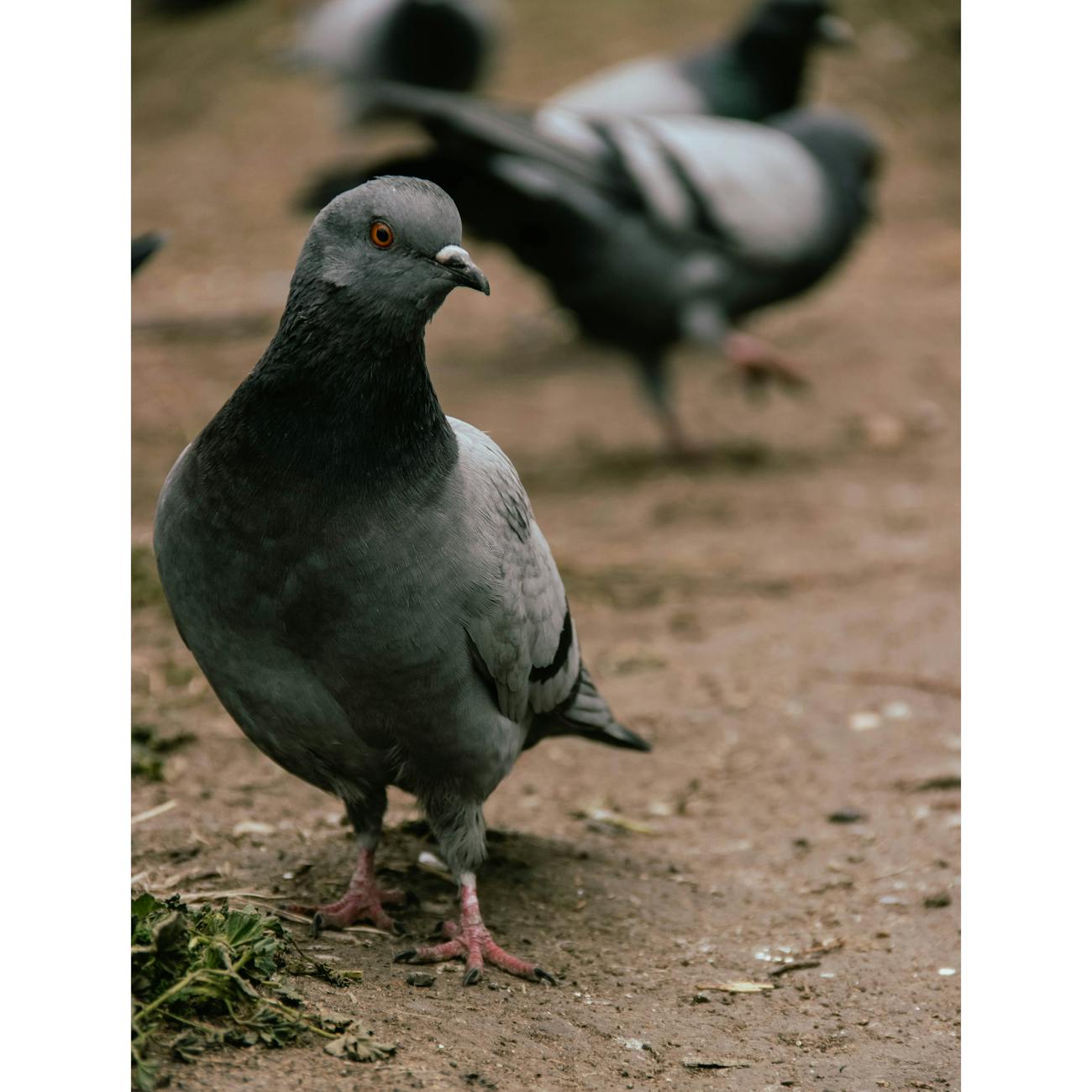 Avian Diseases and Pathology