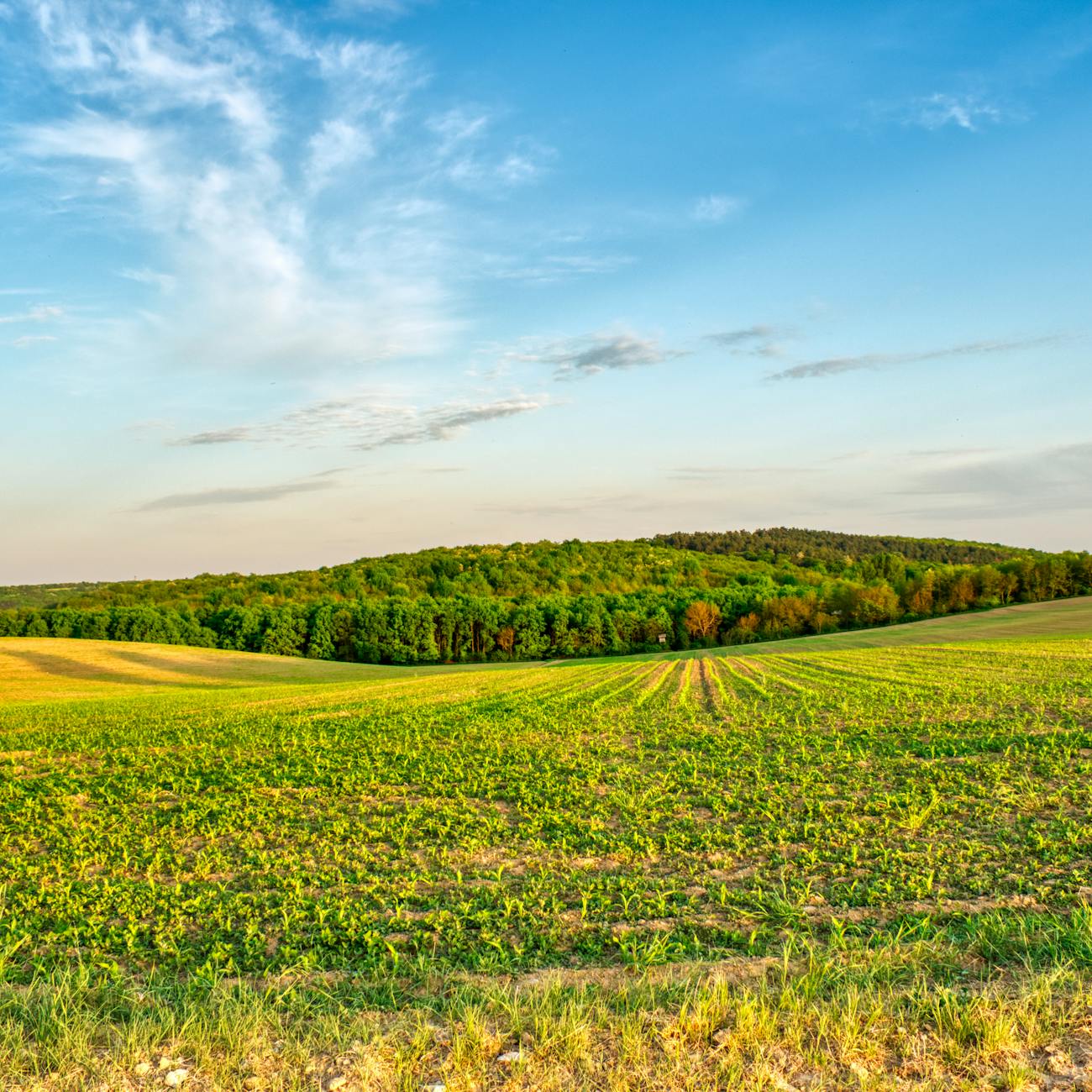Robotics in Crop Management