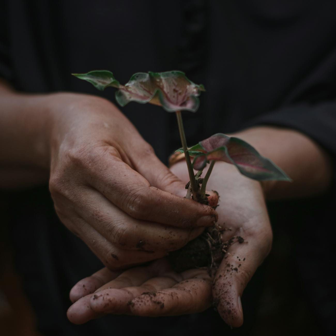 Human Growth and Development in Horticultural Therapy