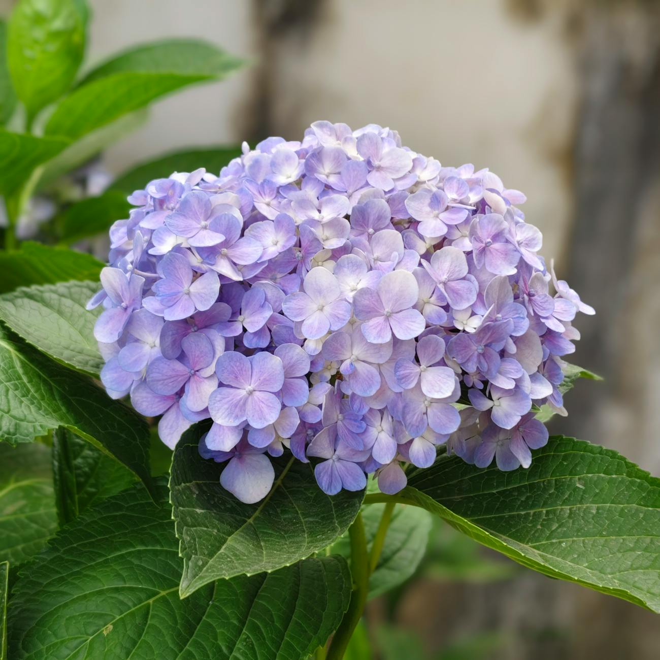 Plants and Their Therapeutic Properties