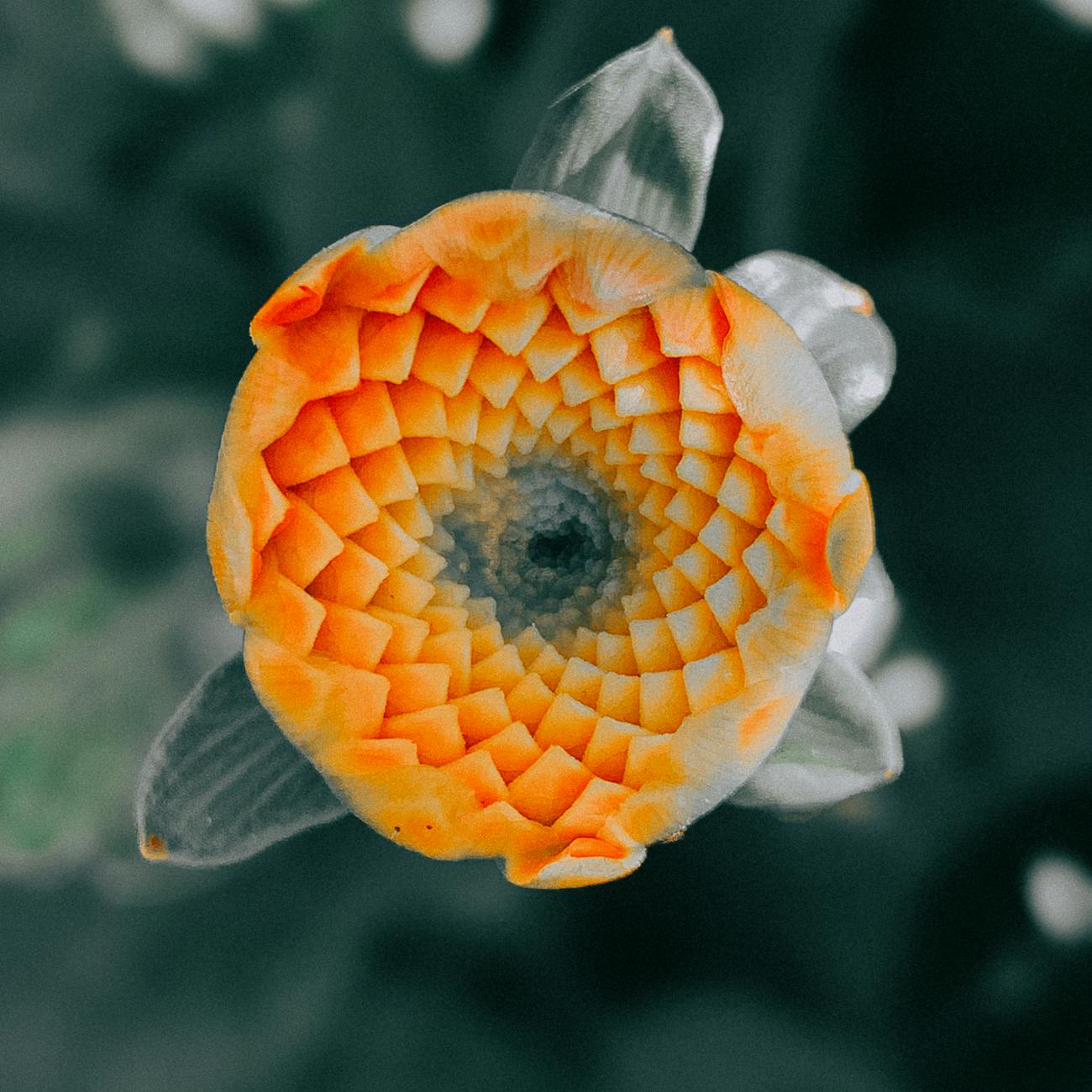 Design and Implementation of Therapeutic Gardens