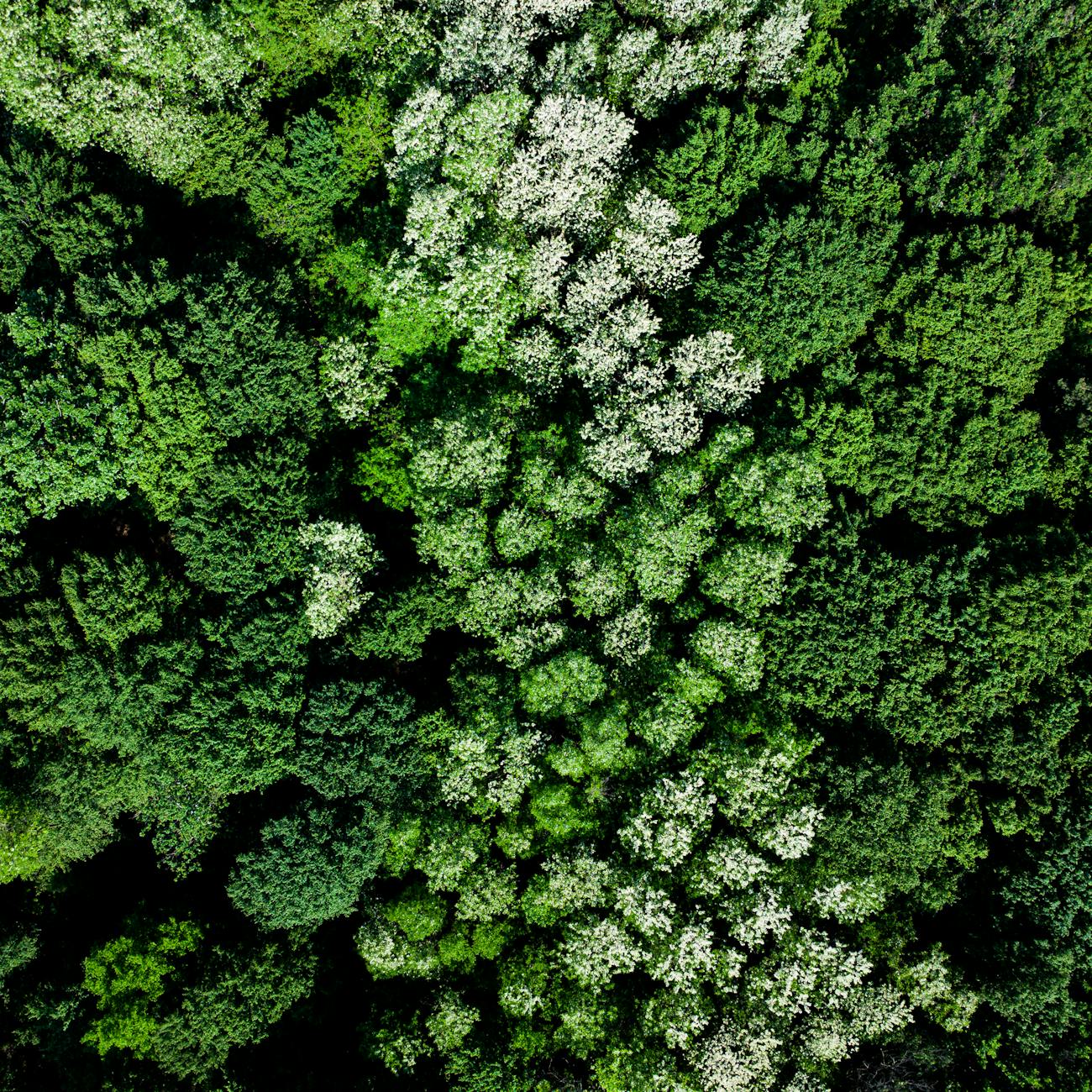 Predictive Modeling for Biodiversity