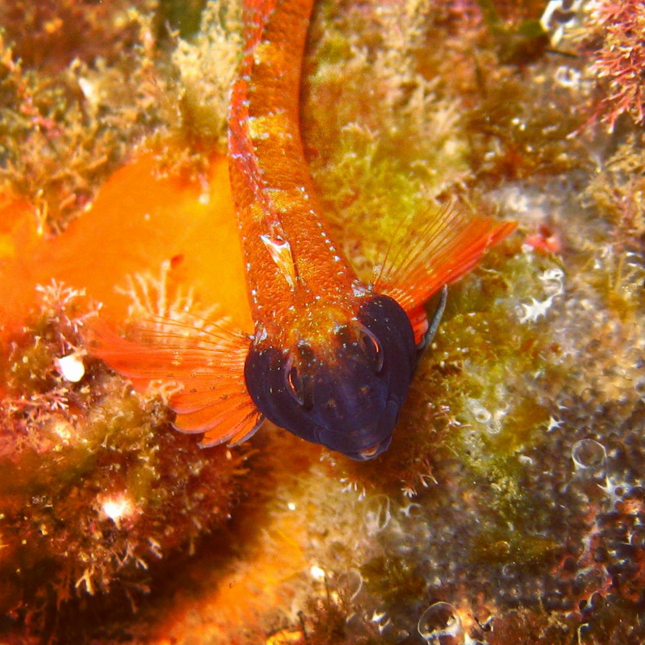 Plankton Adaptations to Changing Environments