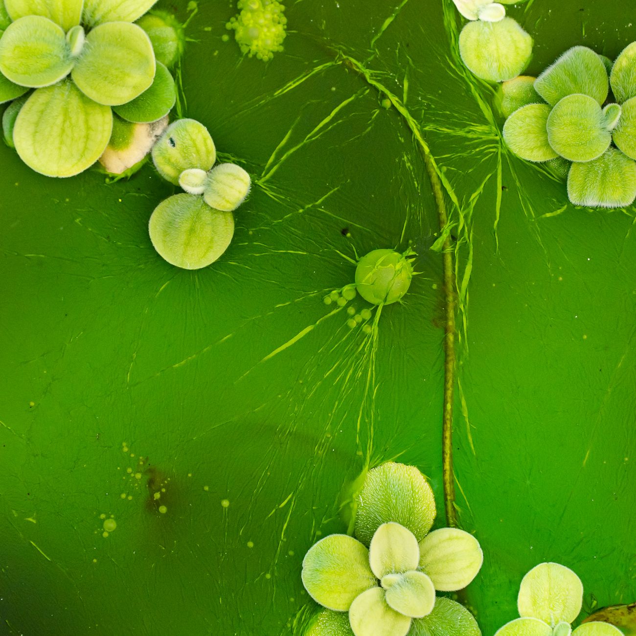 Planktonic Food Webs and Energy Transfer