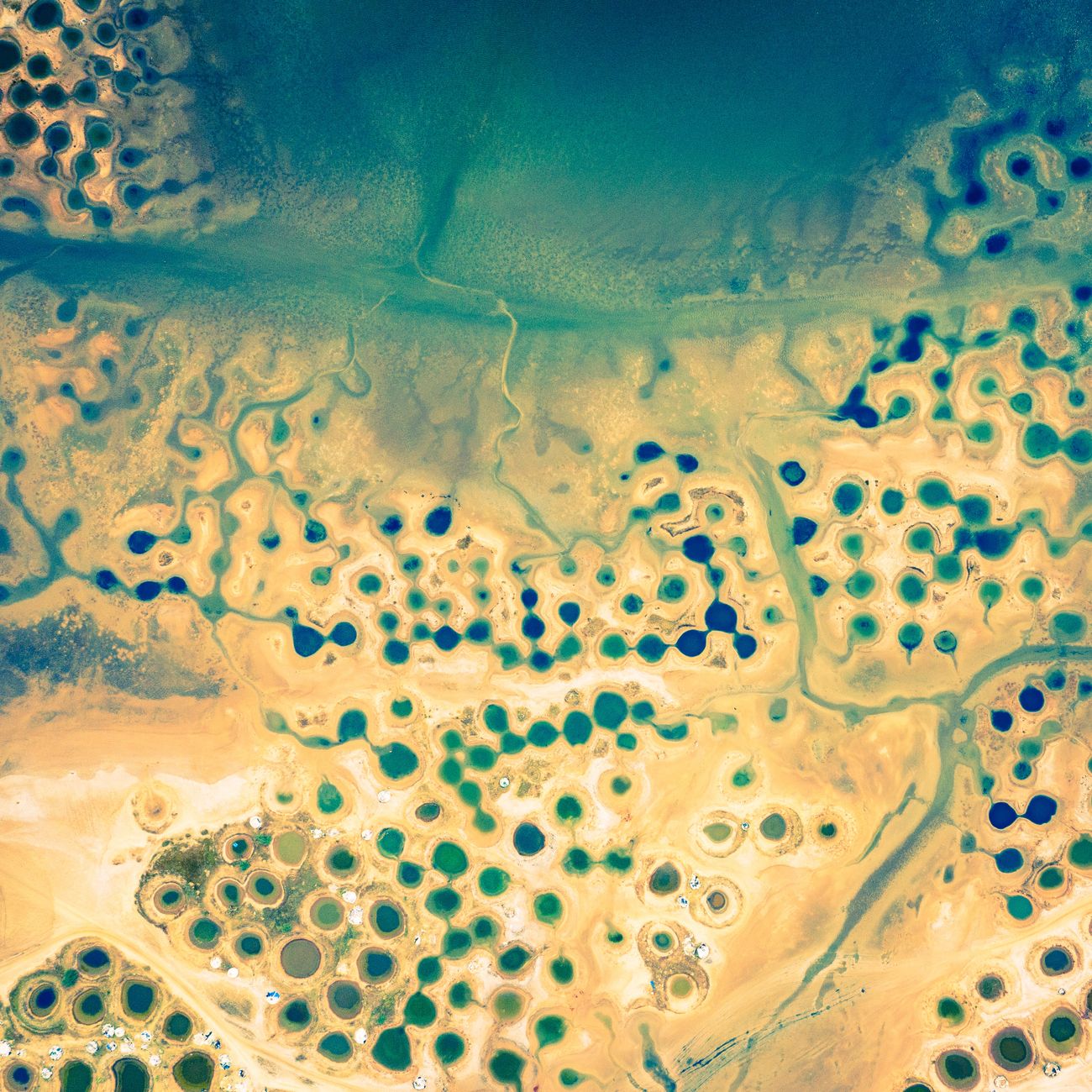 Planktonic Role in Climate Change.