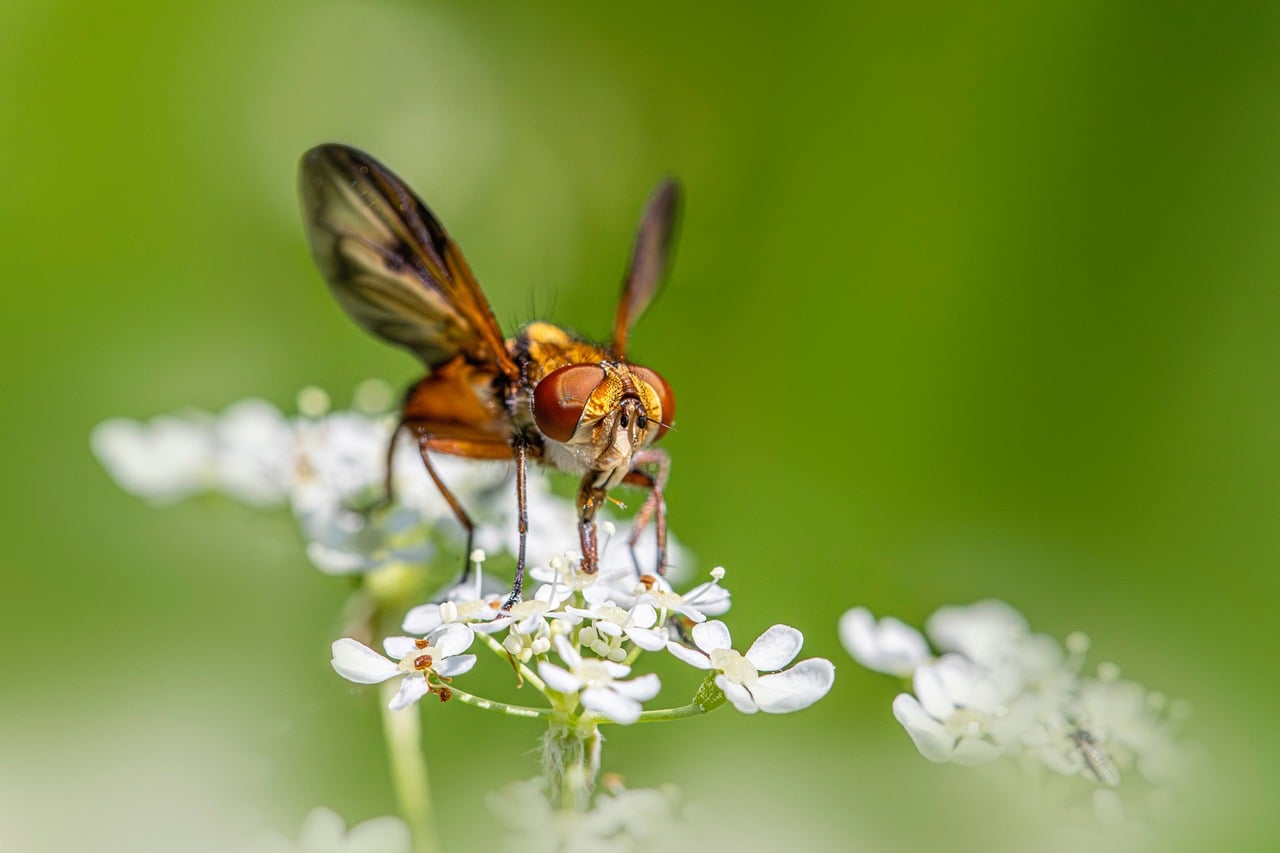 Community-Based Conservation Approaches