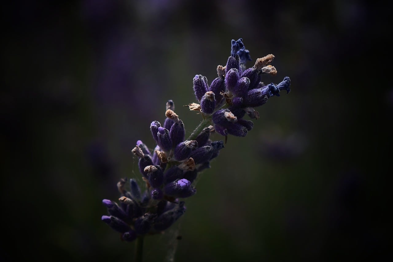 Medicinal Plant Knowledge and Use