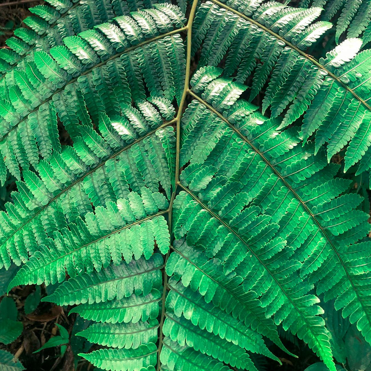 Plant Identification Techniques
