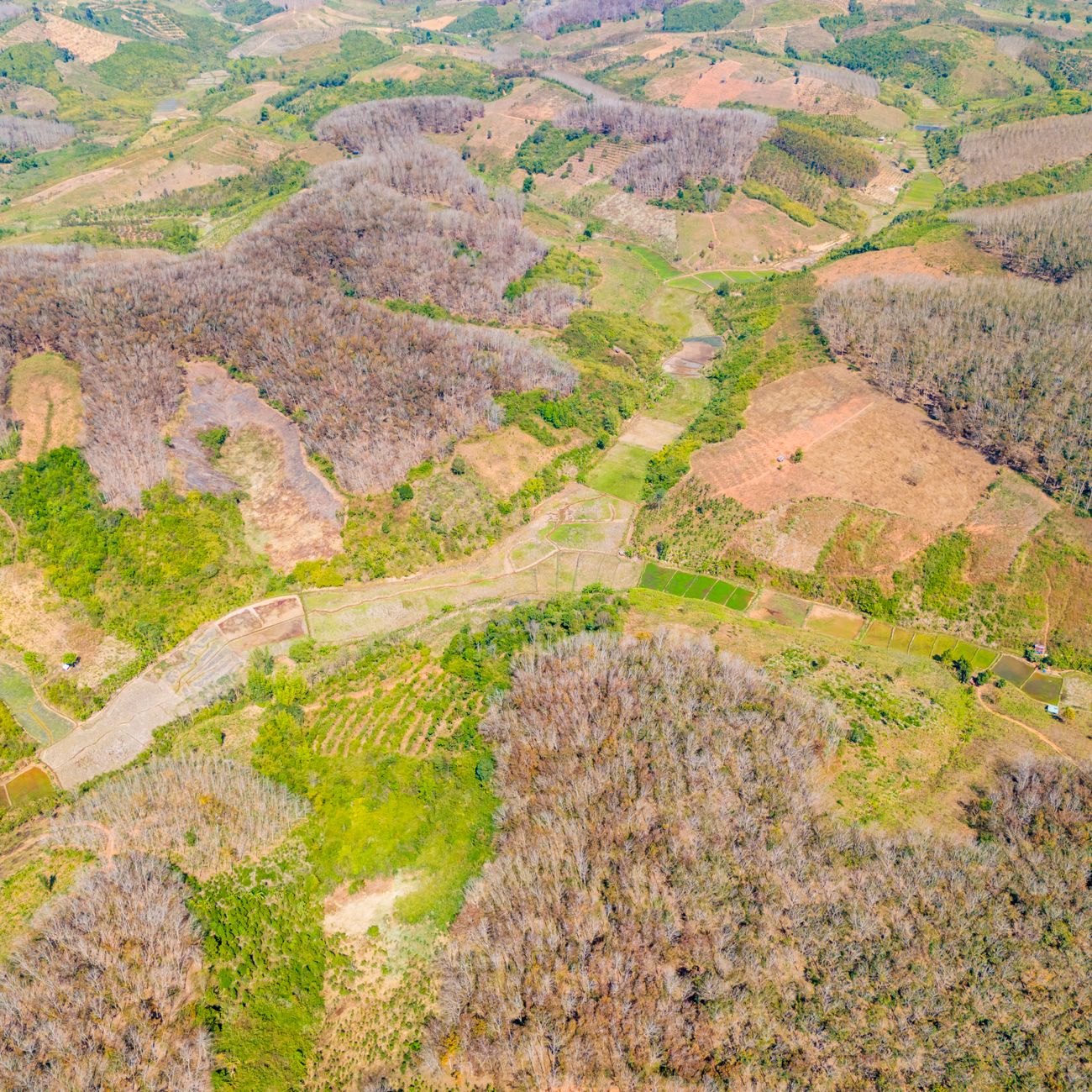 Introduction to Artificial Intelligence in Biodiversity Conservation