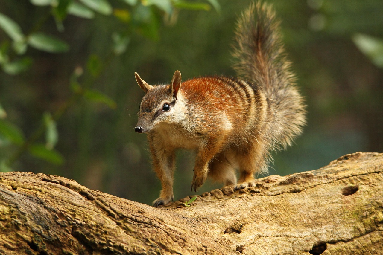 Ethical Considerations in AI for Biodiversity Conservation
