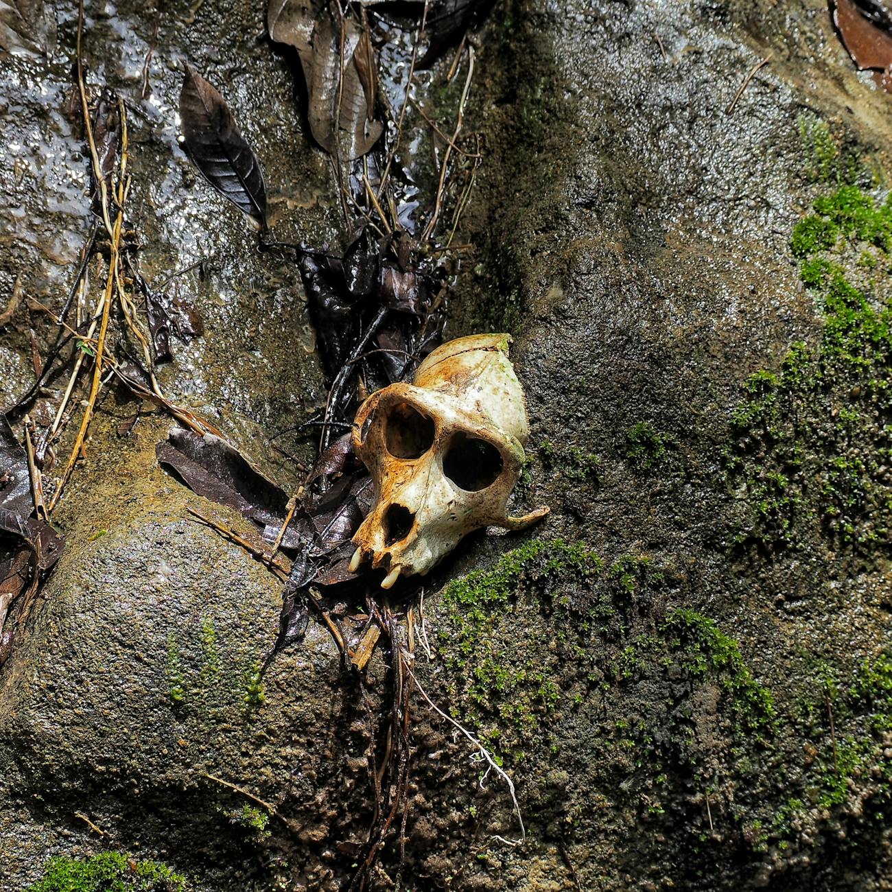 Natural Language Processing for Biodiversity Conservation