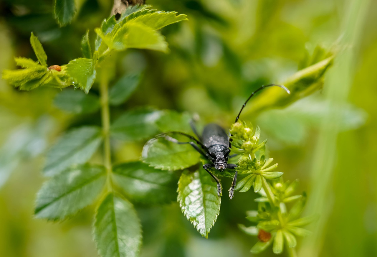 Deep Learning Applications in Biodiversity Conservation