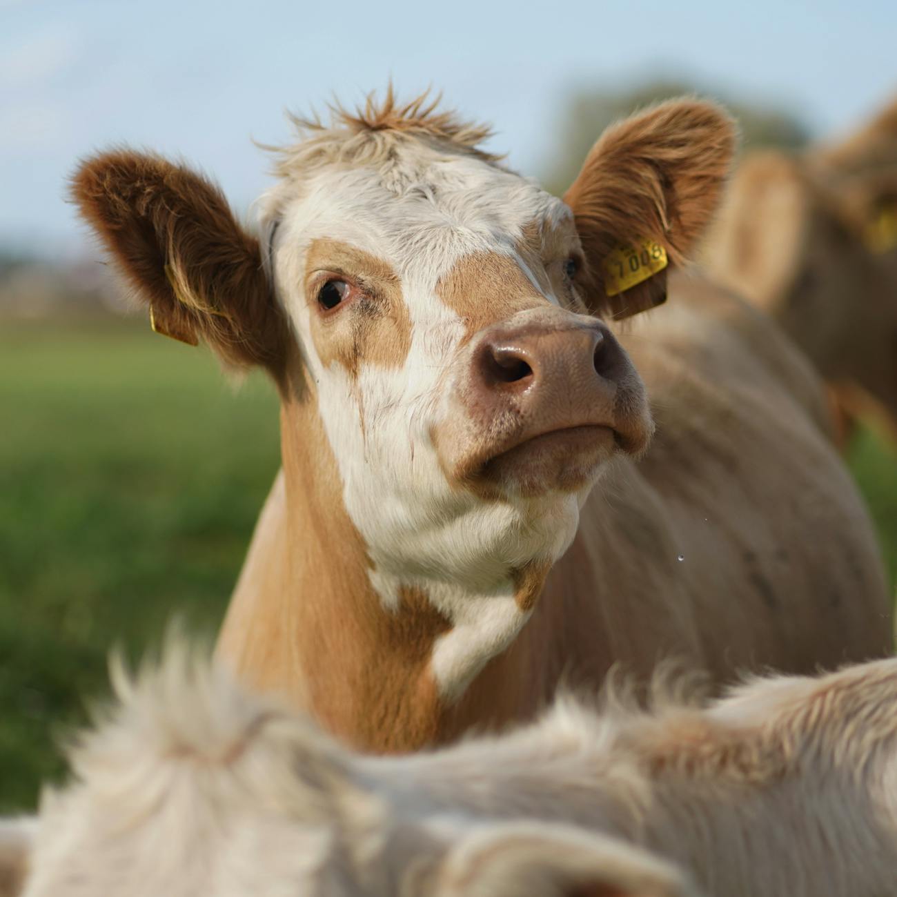 Advanced Breeding Strategies
