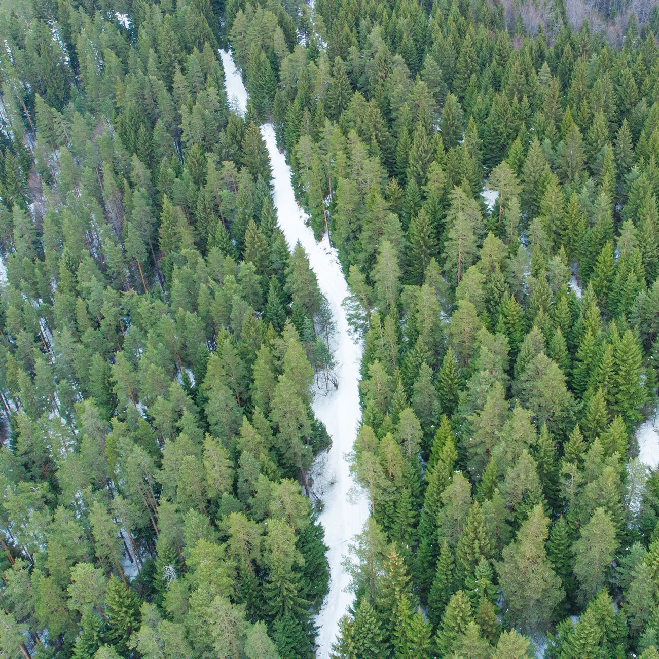 Forest Management and Planning