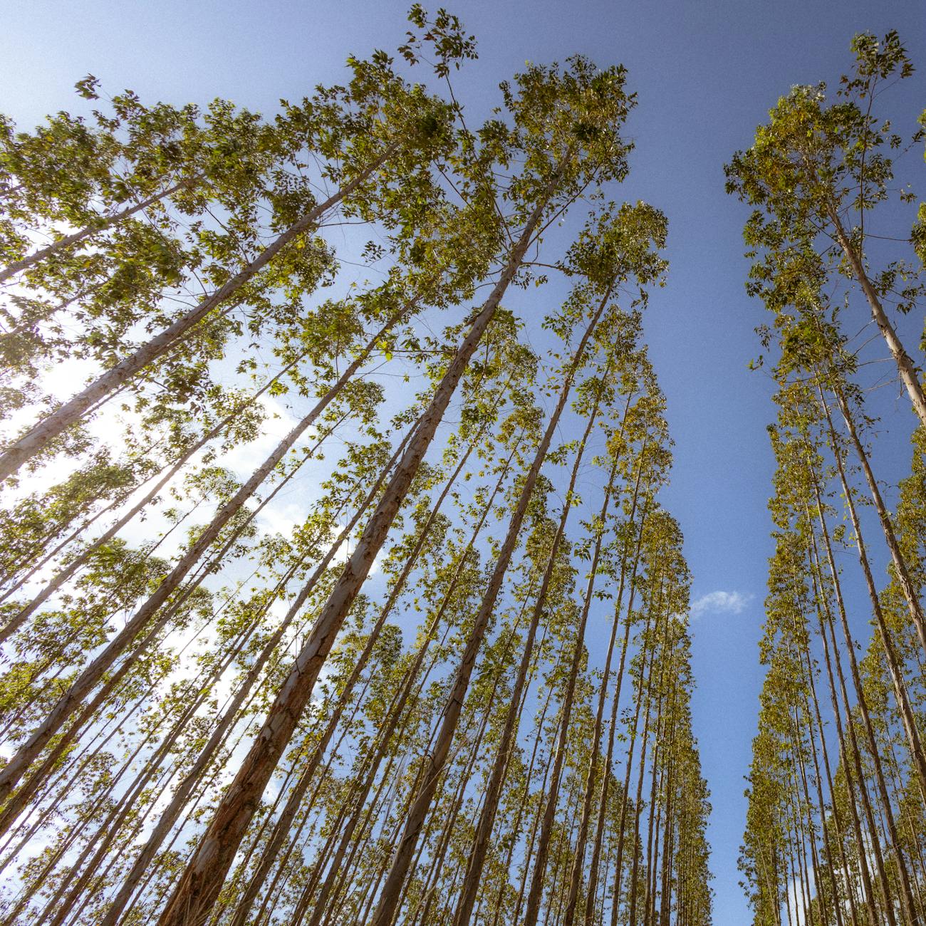 Risk Management in Forestry