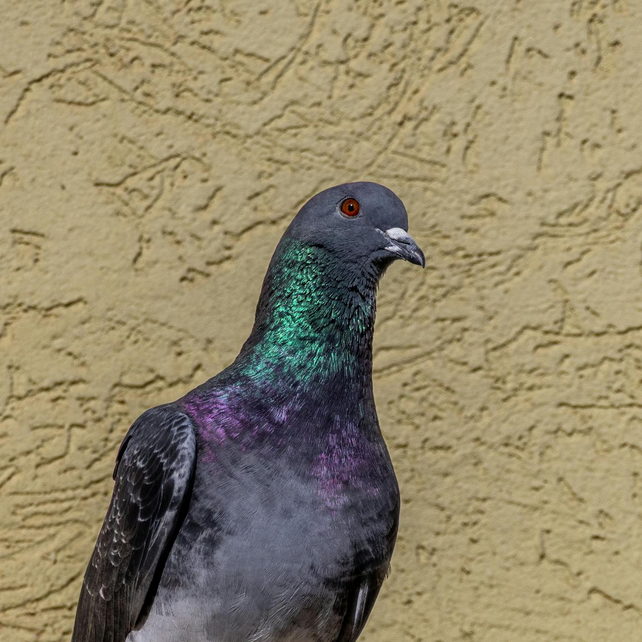 Pigeon Handling and Restraint