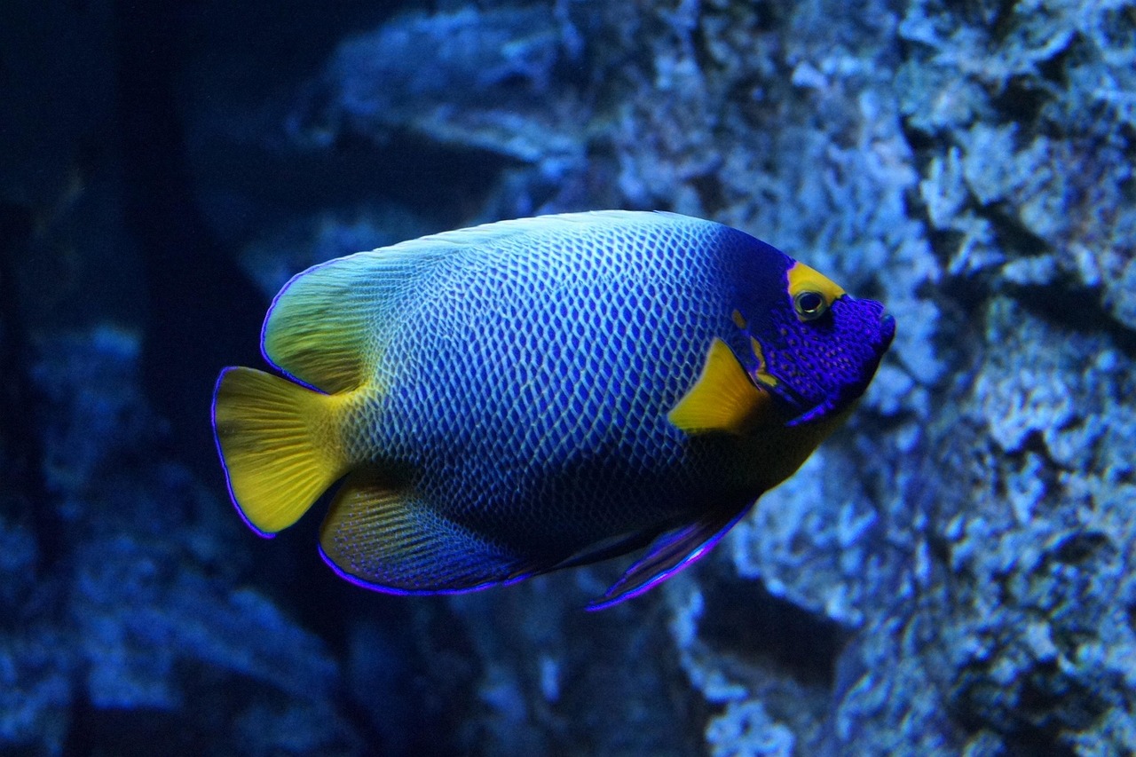 Fish Health and Diseases