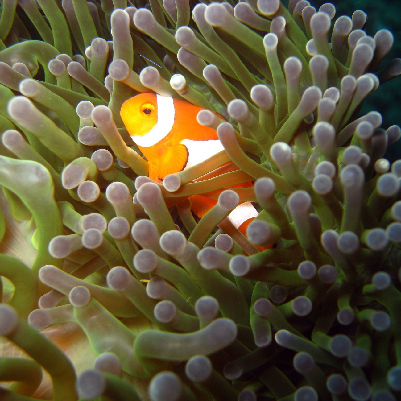 Coral Reef Biology