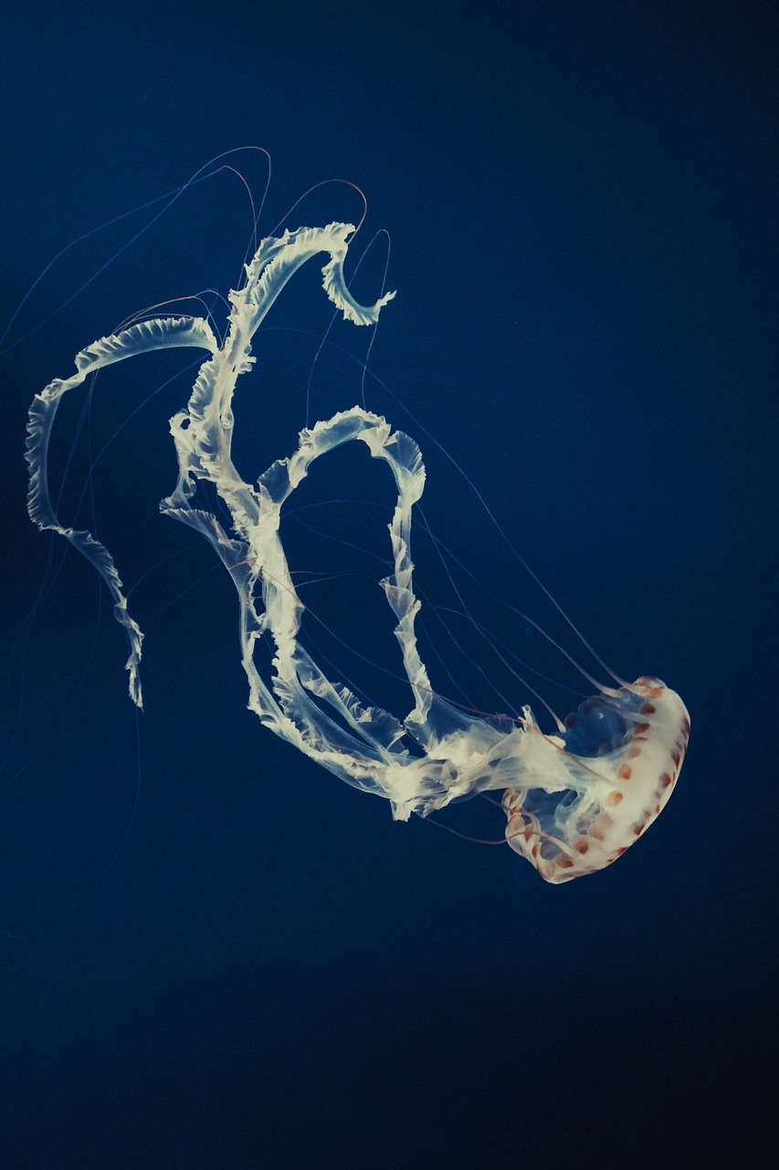 Marine Invertebrates Care