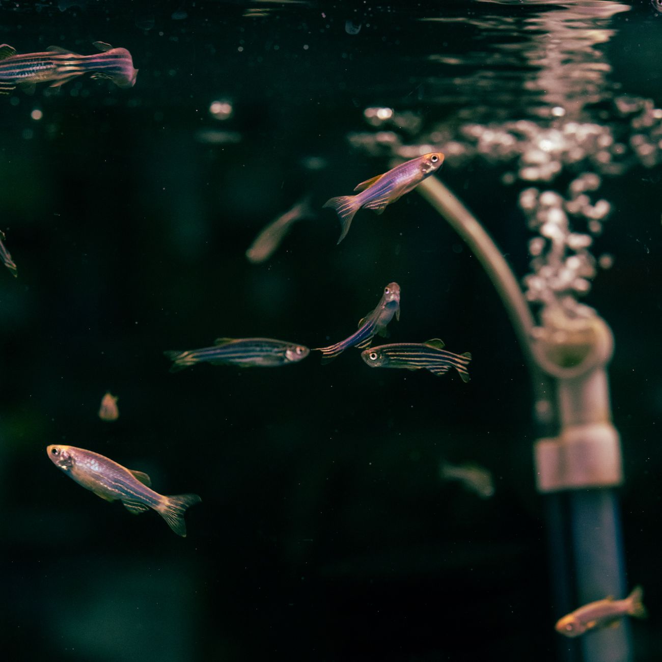 Algae Management in Marine Aquariums