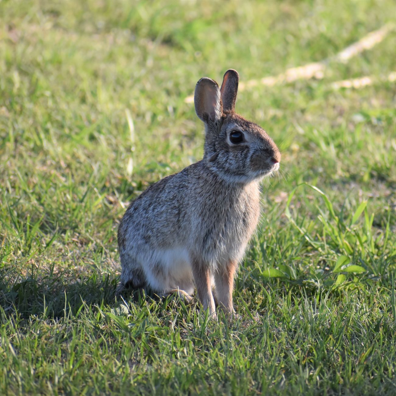 Herbal Remedies for Respiratory Disorders in Rabbits