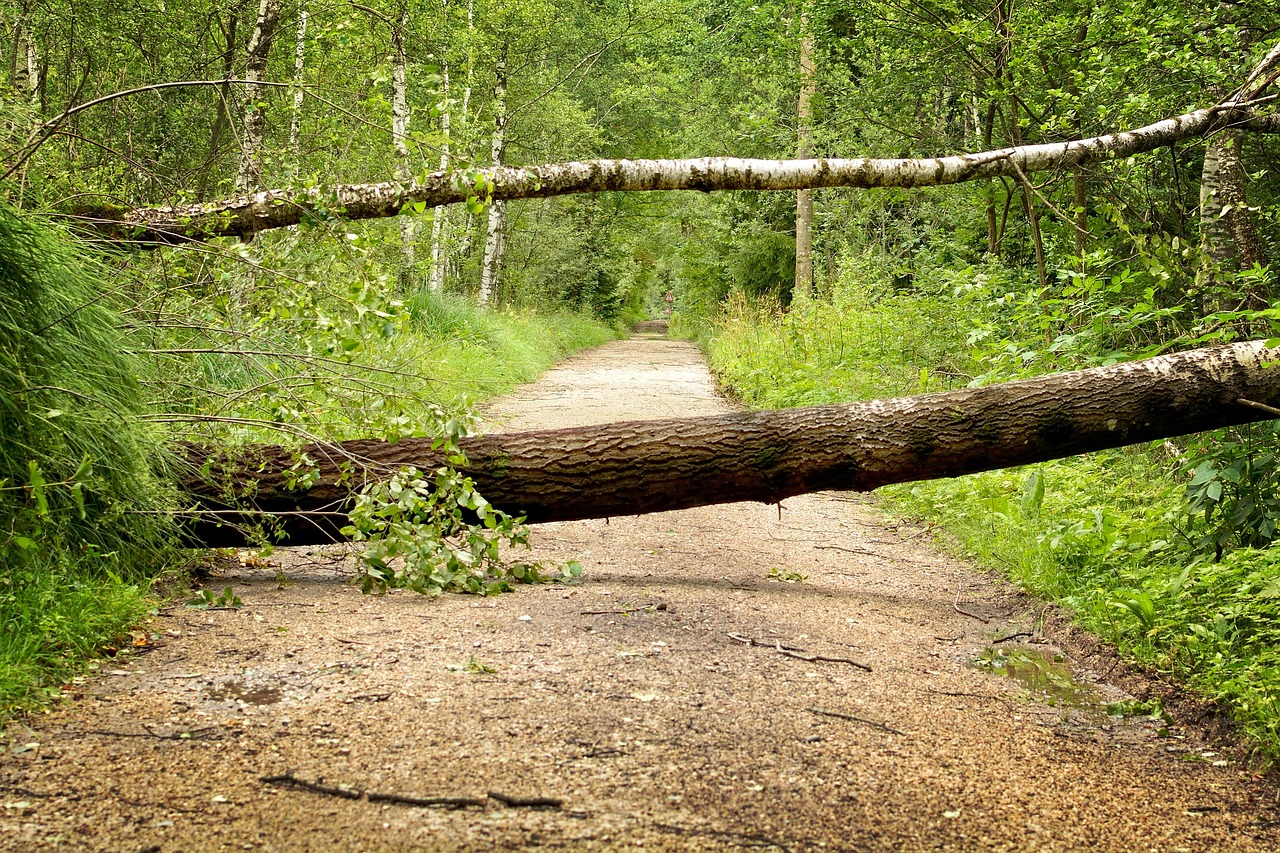 Prevention of Falls and Fractures.