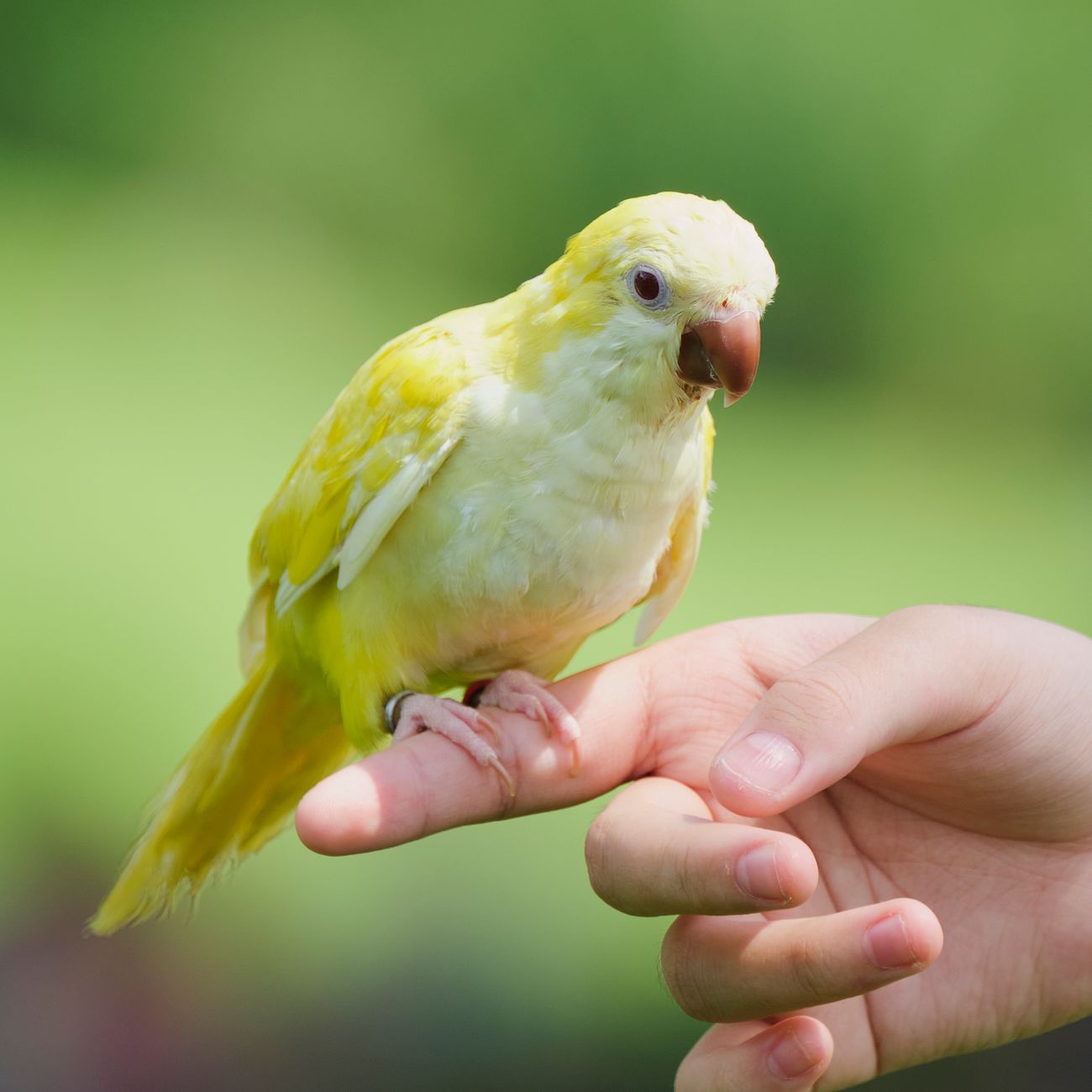 Avian Bandaging and Splinting