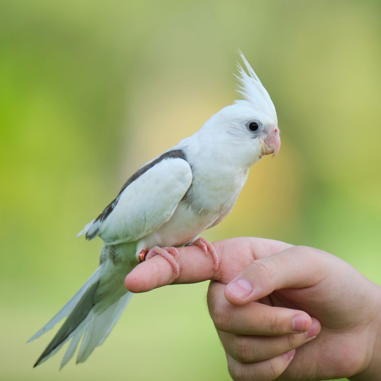 Avian Care and Husbandry.