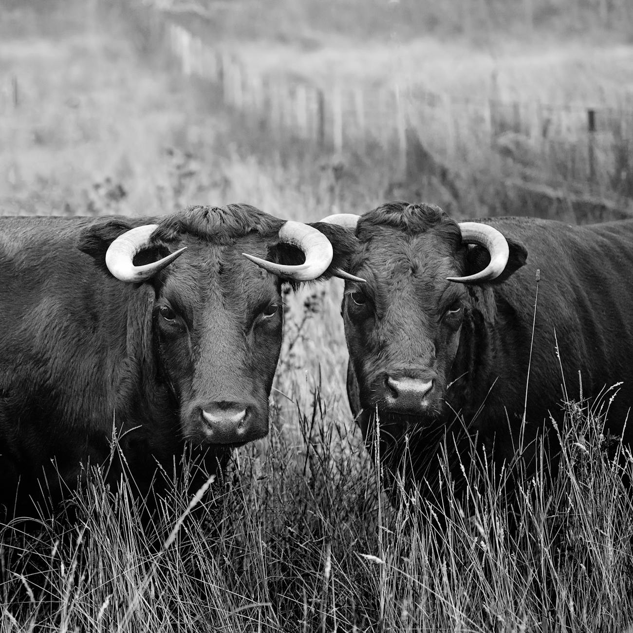 Genomic Selection in Livestock
