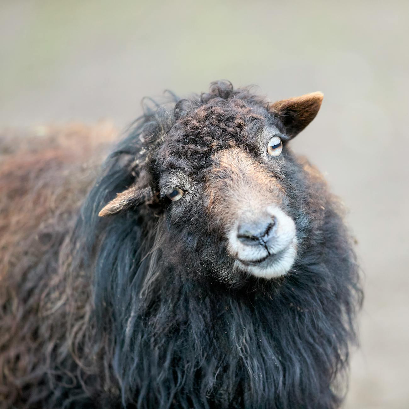 Functional Genomics in Livestock