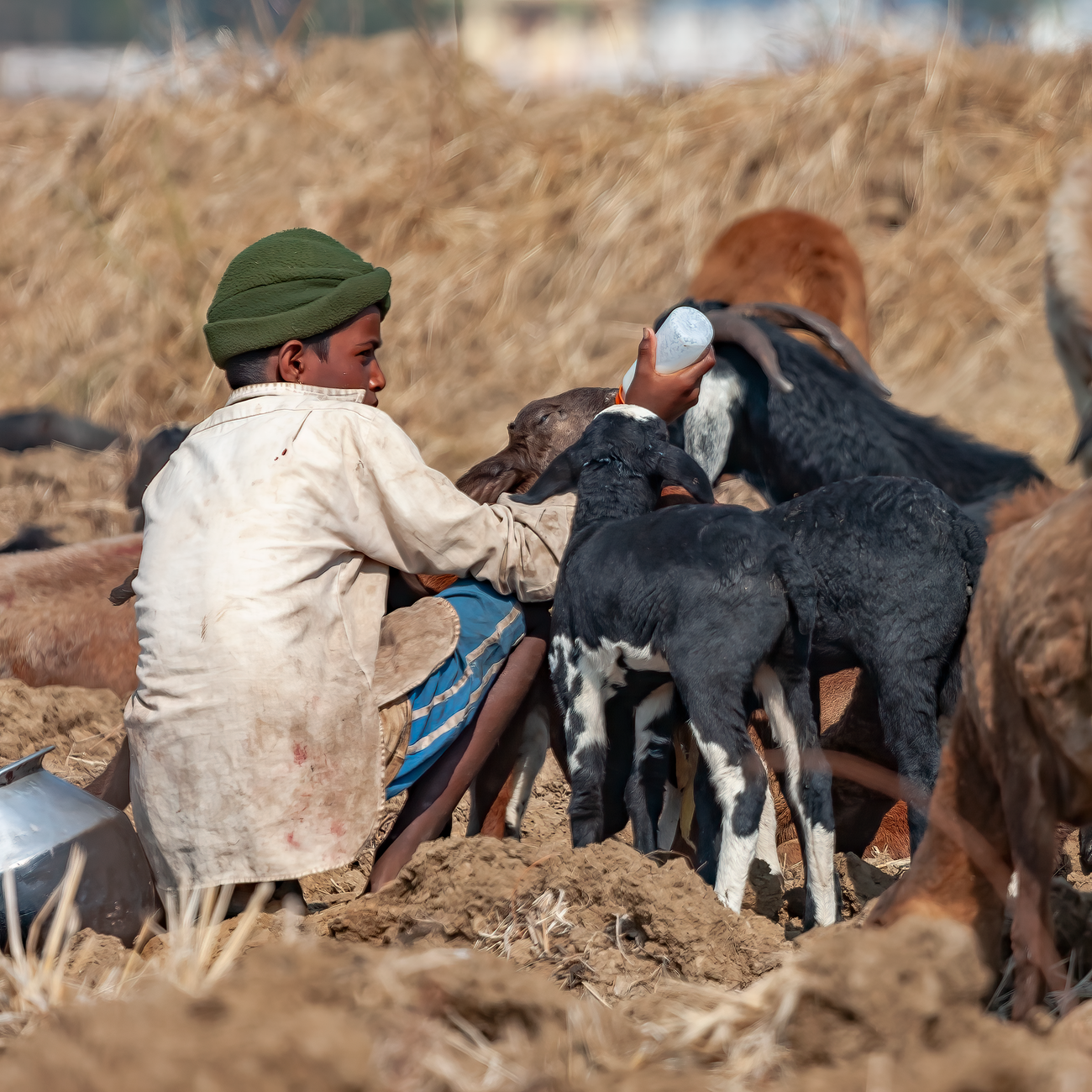 Feed Evaluation and Nutrient Utilization