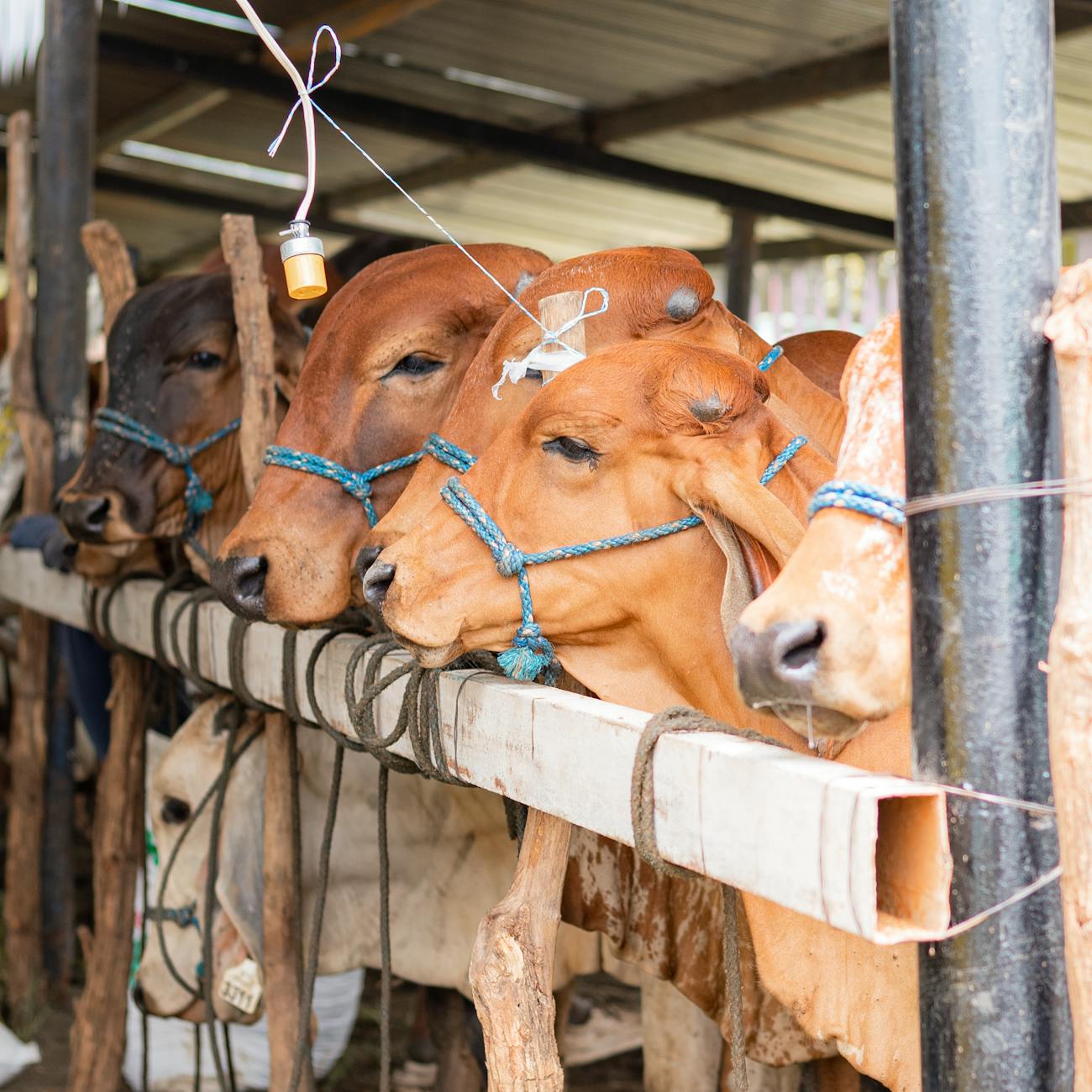 Environmental Impact of Feed Production