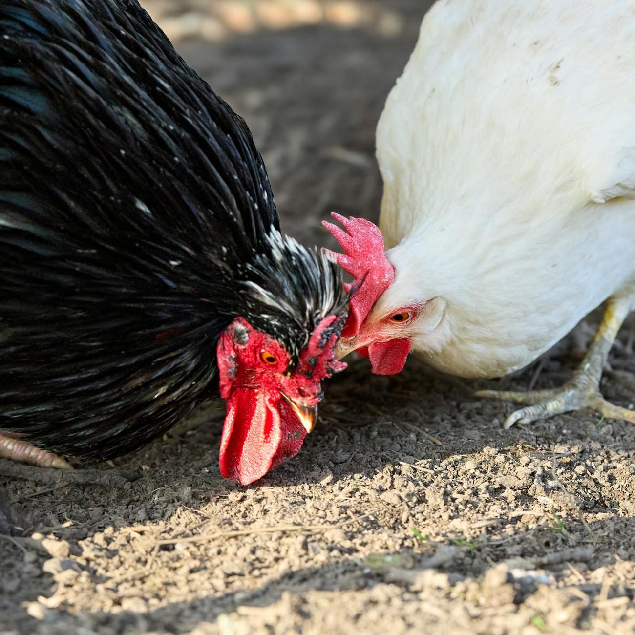 Research Methods in Animal Nutrition.