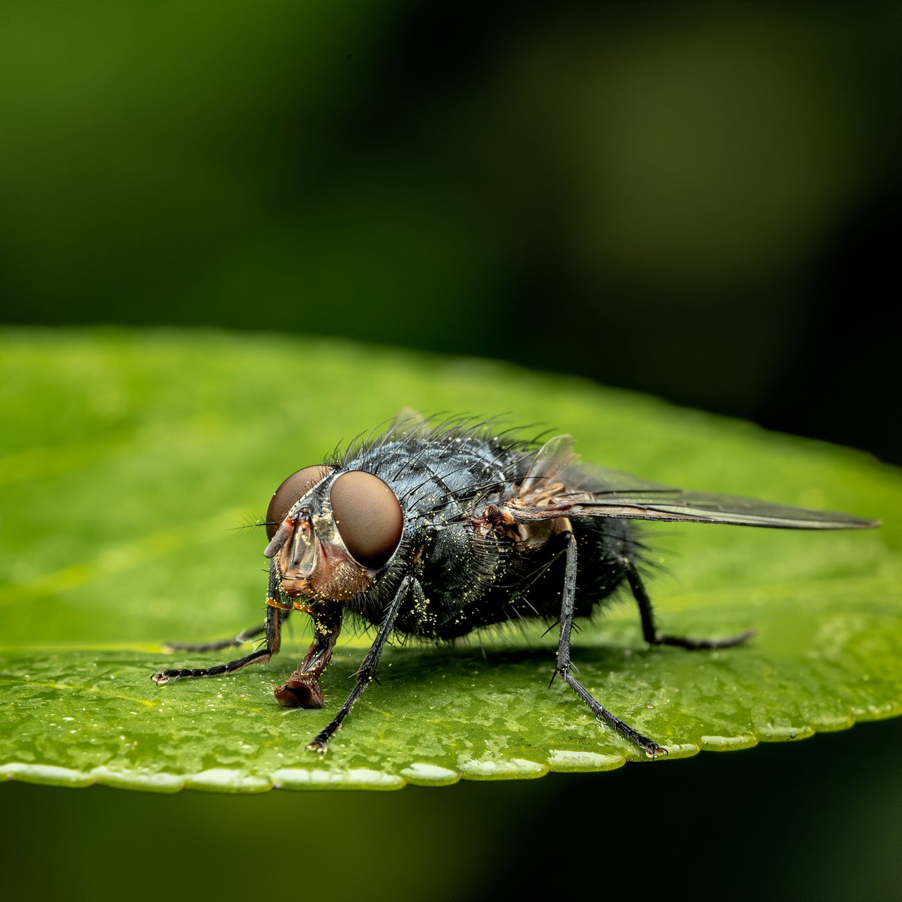 Host-Parasite Interactions