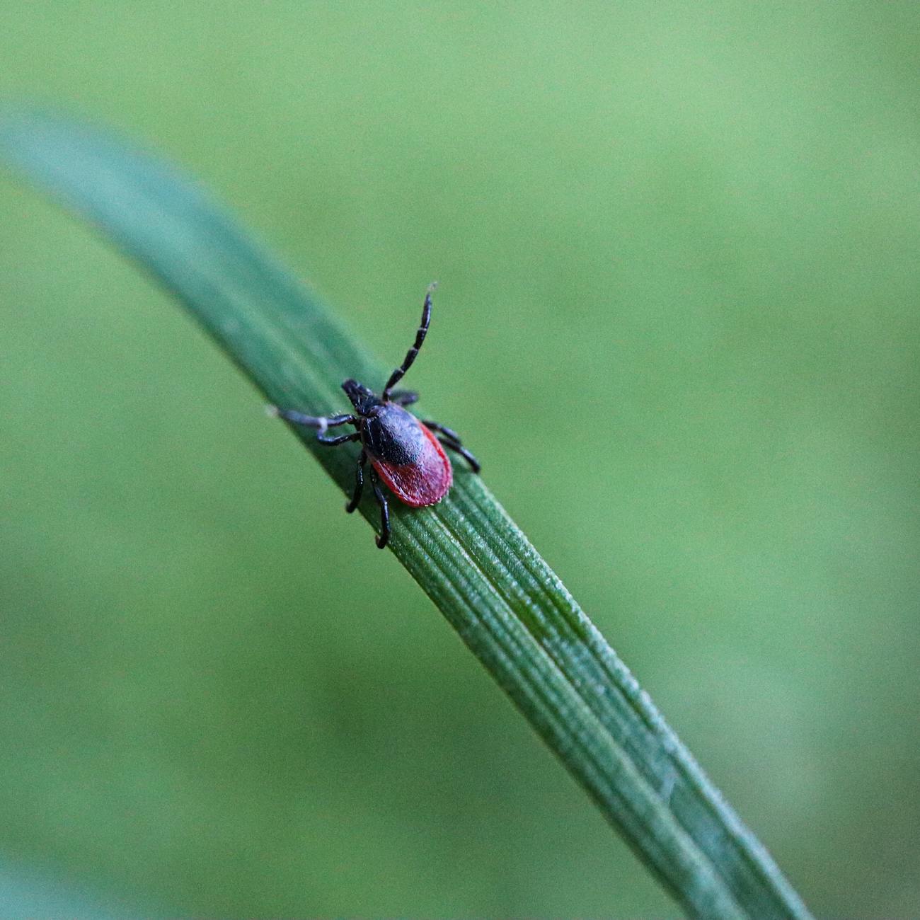 Integrated Parasite Management
