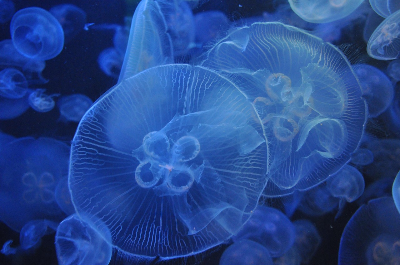 Aquarium Lighting and Heating