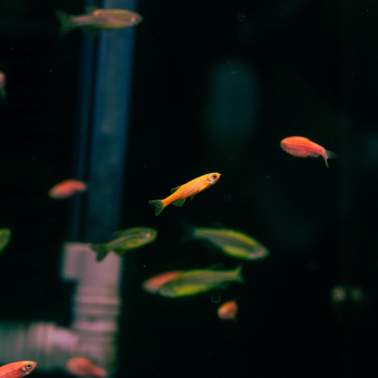 Aquarium Plant Care