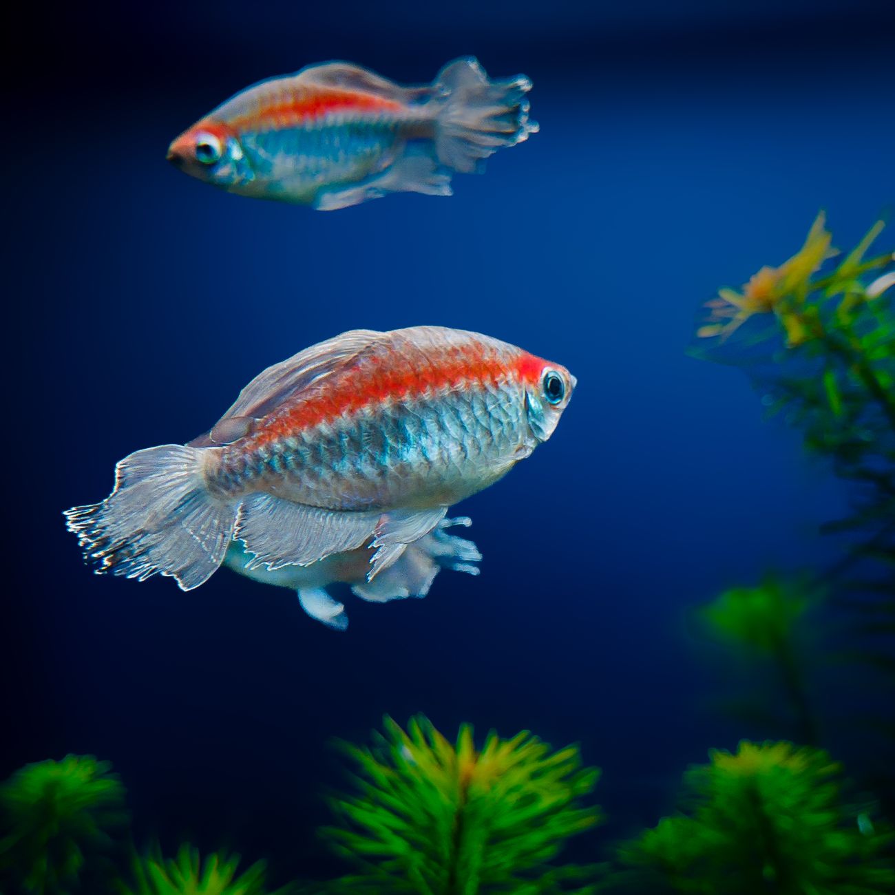 Aquarium Fish Disease Prevention