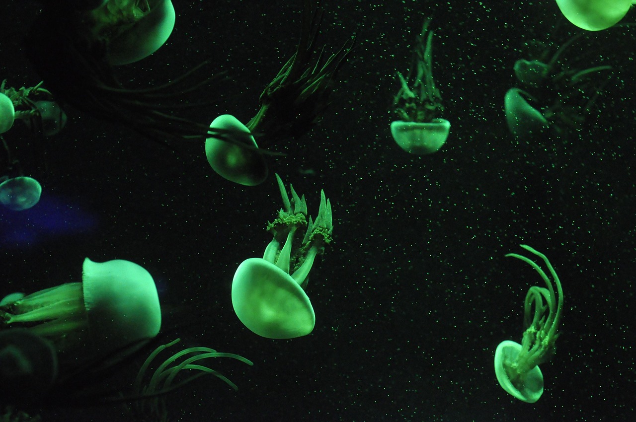 Aquarium System Design and Setup