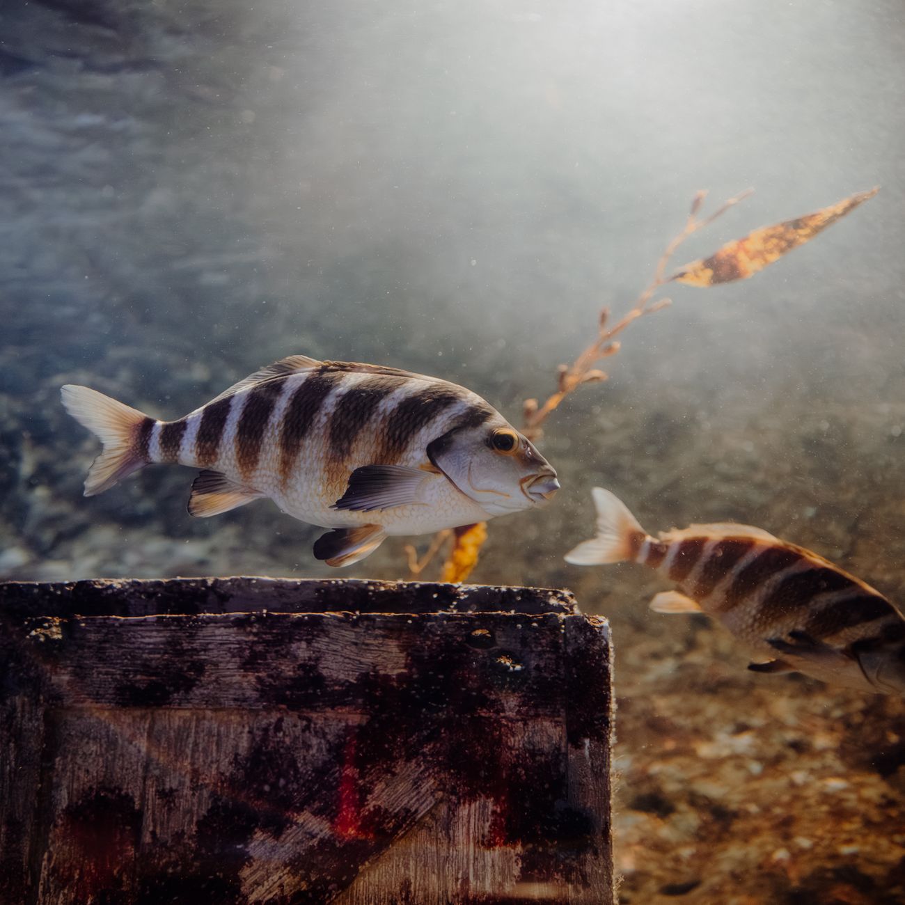 Aquarium Livestock Selection
