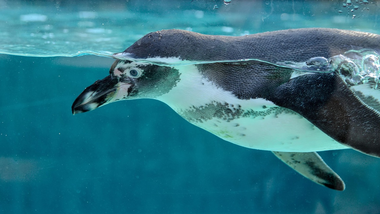 Aquarium Feeding and Nutrition.