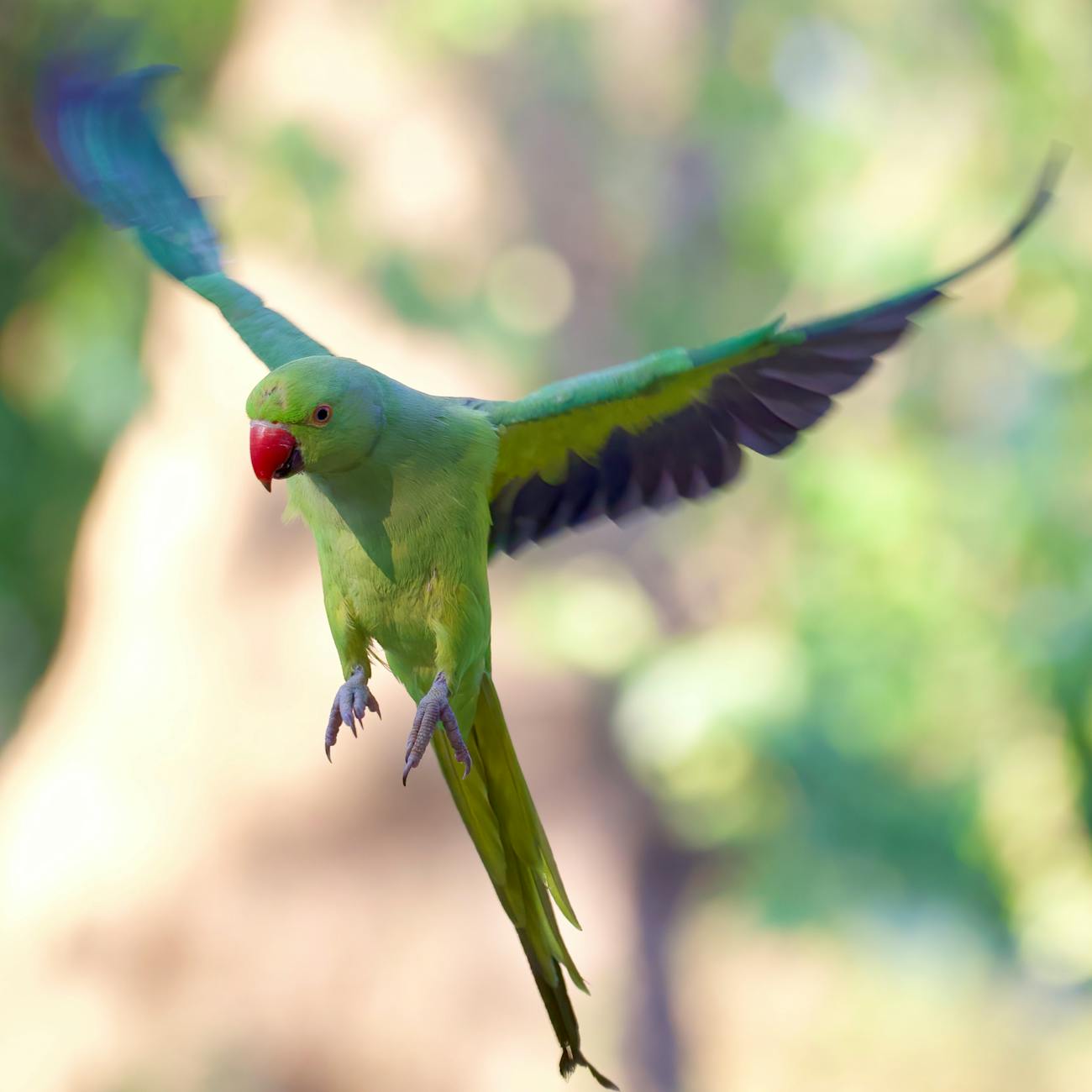 Introduction to Parrot Behavior