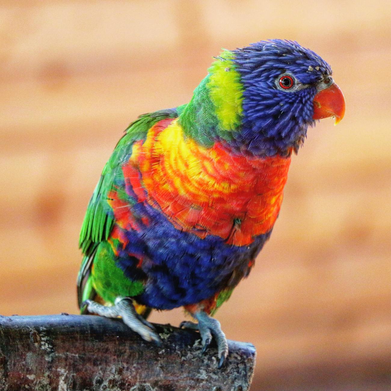 Health and Wellness for Parrots