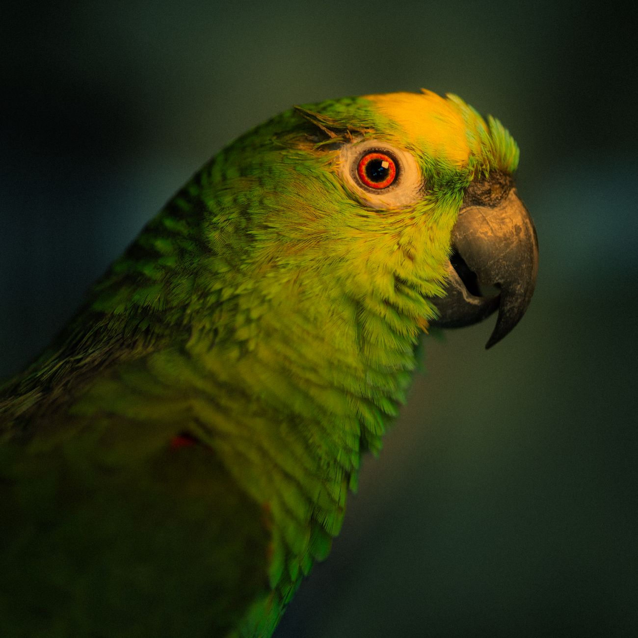 Breeding and Reproduction in Parrots