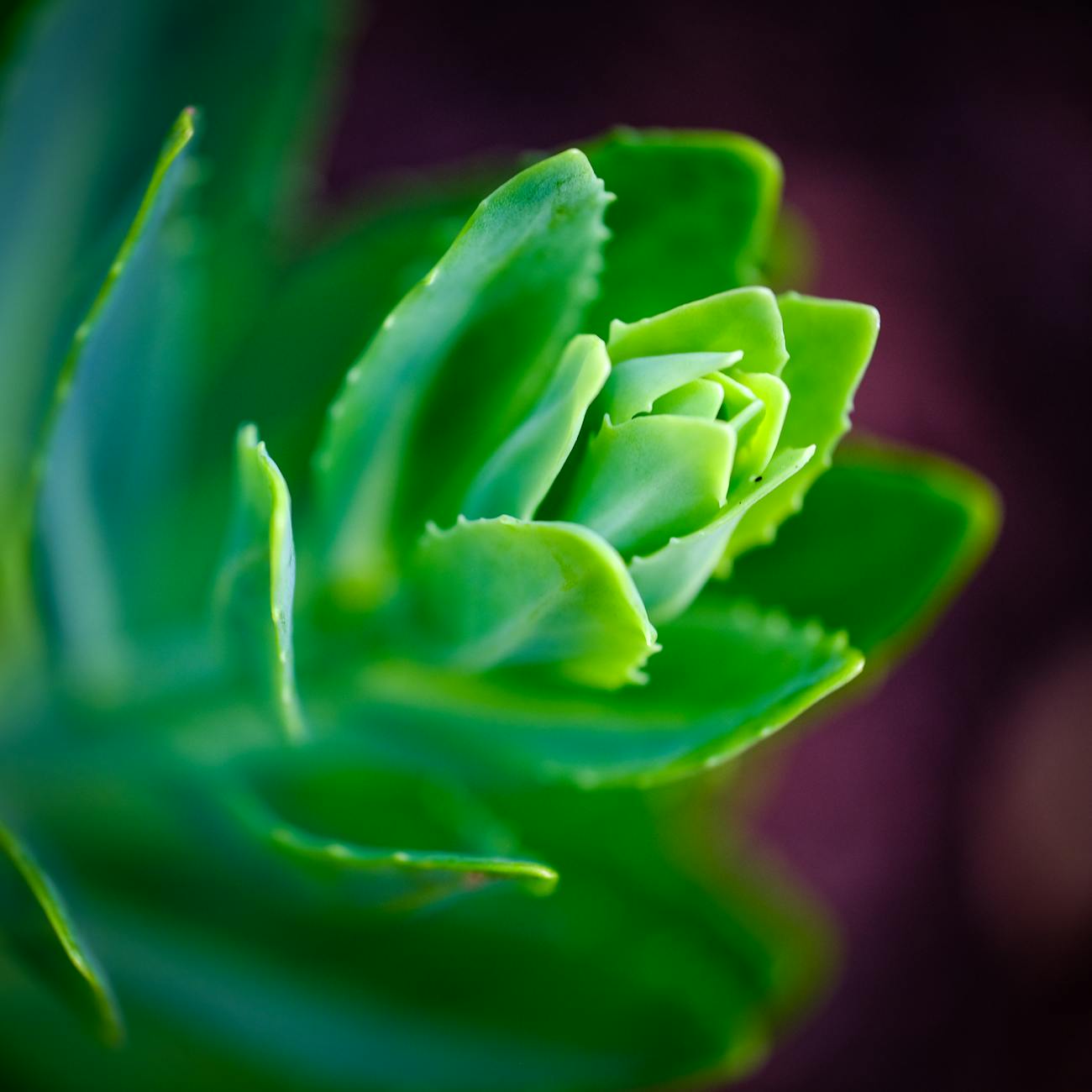 Plant Physiology and Light Responses