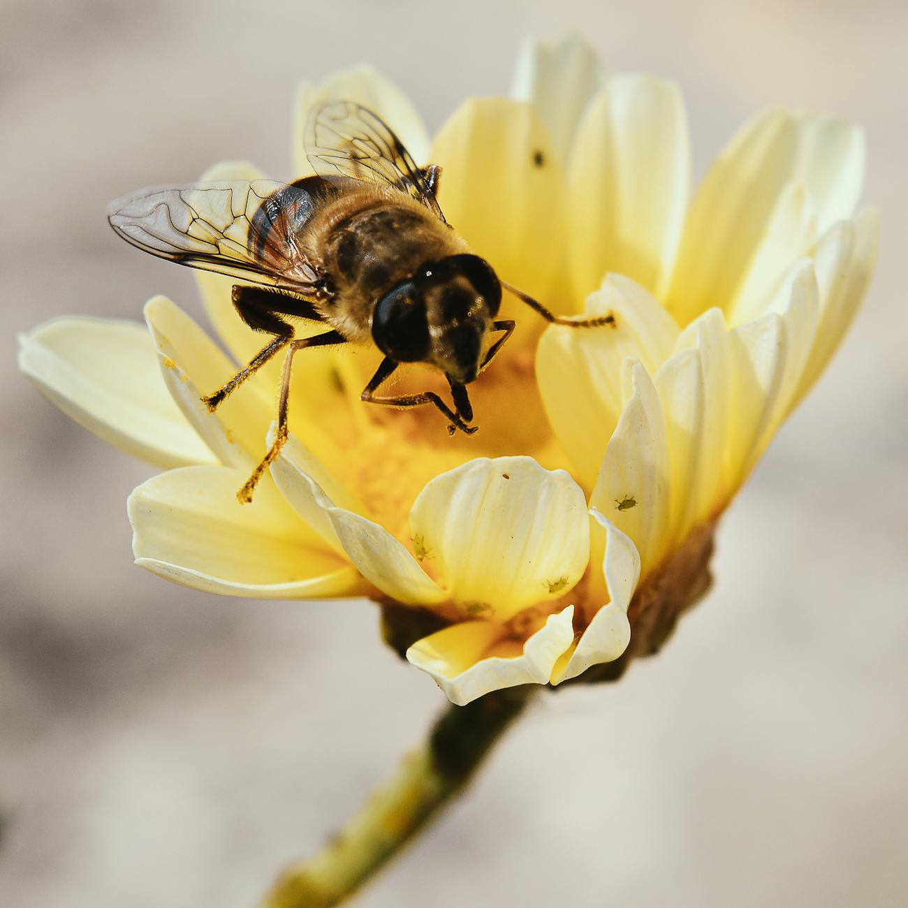 Health Benefits of Honey