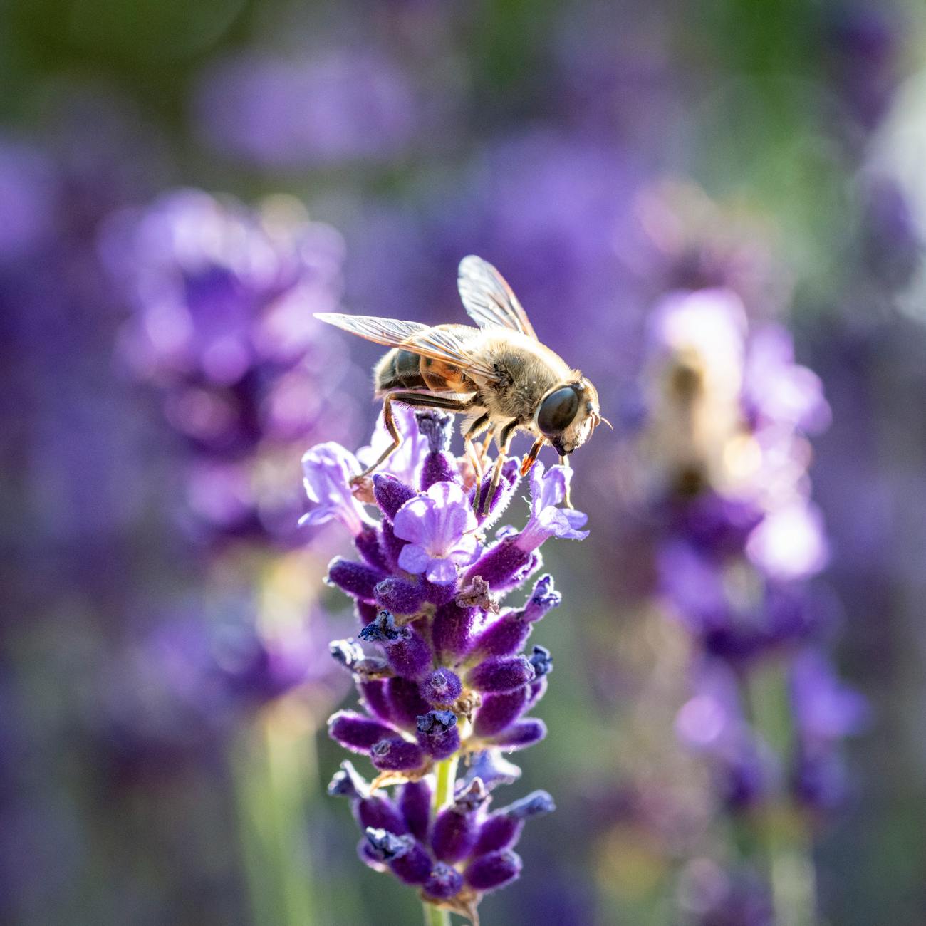 Propolis and Its Healing Properties