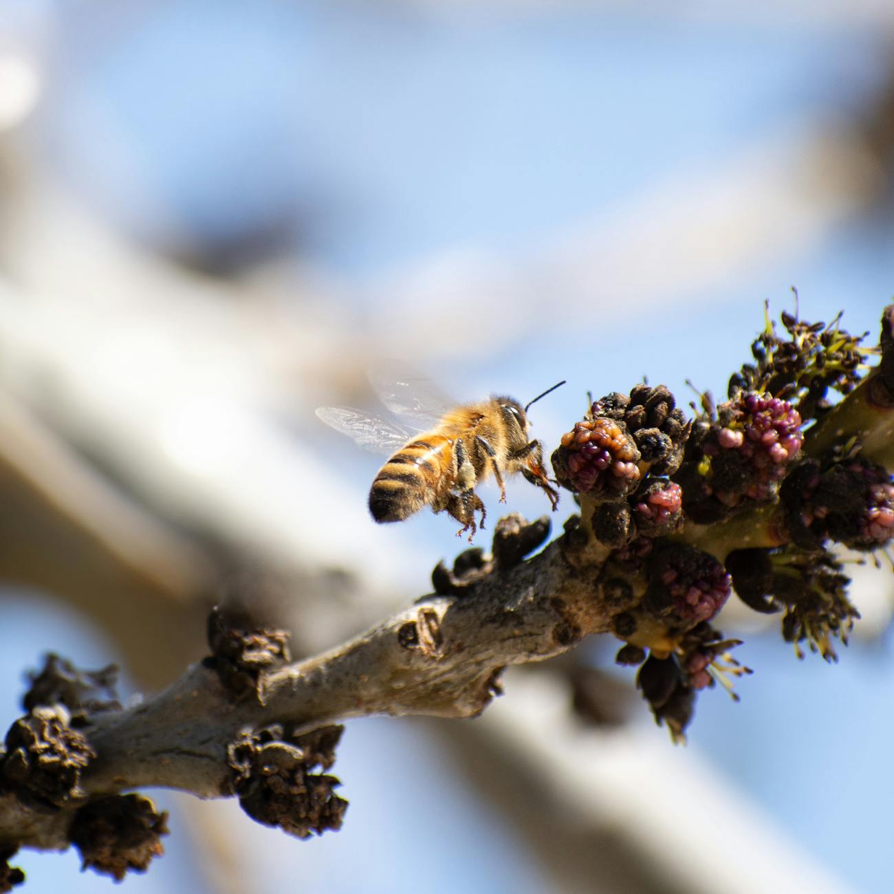 Royal Jelly and Its Therapeutic Uses