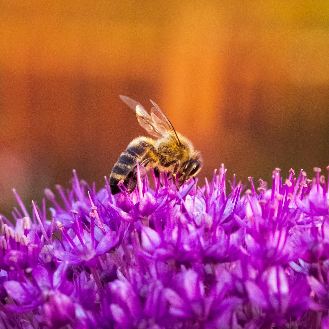 Apitherapy Techniques and Applications