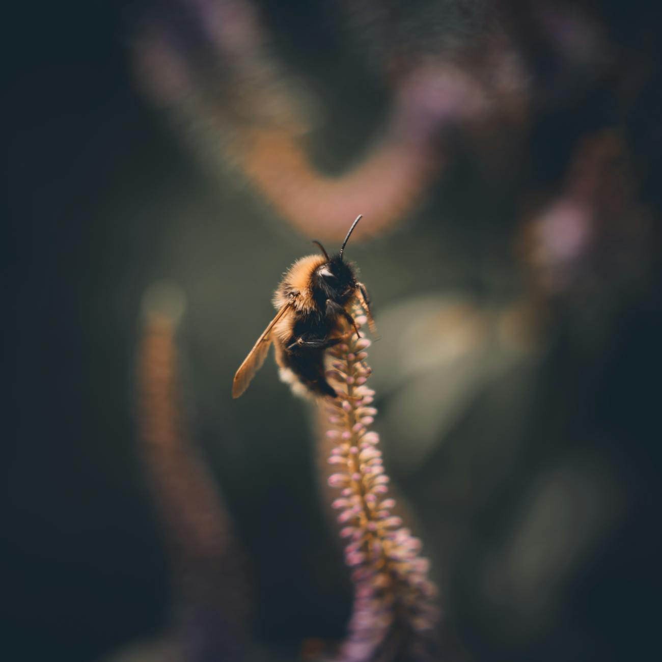 Research and Future Trends in Apitherapy